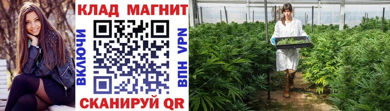 Где найти наркотики Заволжск Галлюциногенные грибы  КОКАИН  A PVP  Мефедрон  Гашиш  ЭКСТАЗИ  Марихуана 